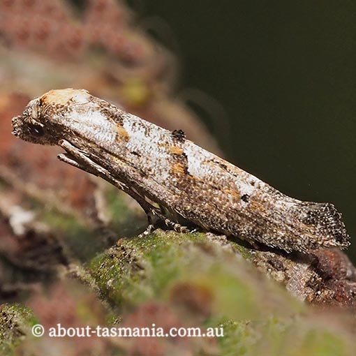 Gnathifera eurybias, Epermeniidae, Tasmania, moth