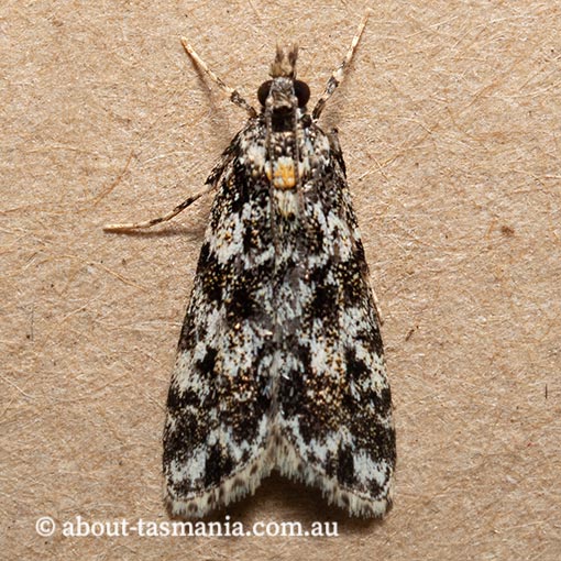 Eudonia epicryma, Crambidae, Tasmania, moth
