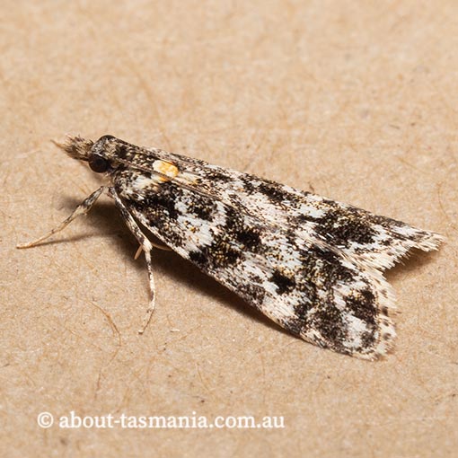 Eudonia epicryma, Crambidae, Tasmania, moth