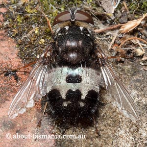 Formosia speciosa