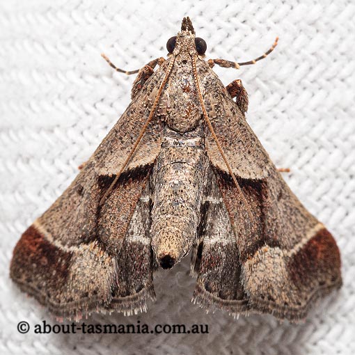 Gauna aegusalis, Pyralidae, Tasmania, moth