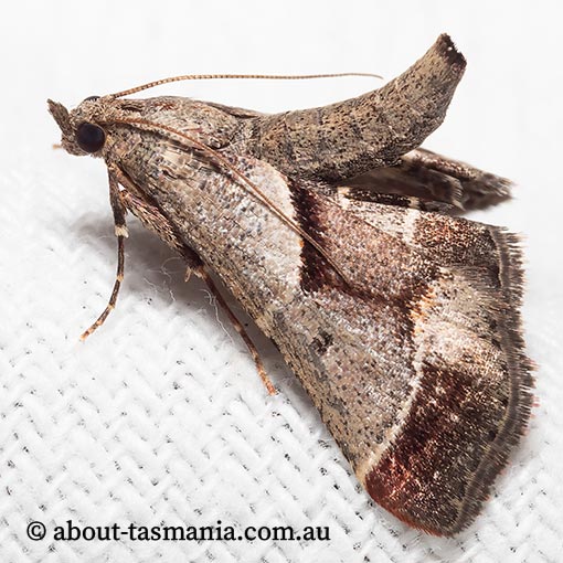 Gauna aegusalis, Pyralidae, Tasmania, moth