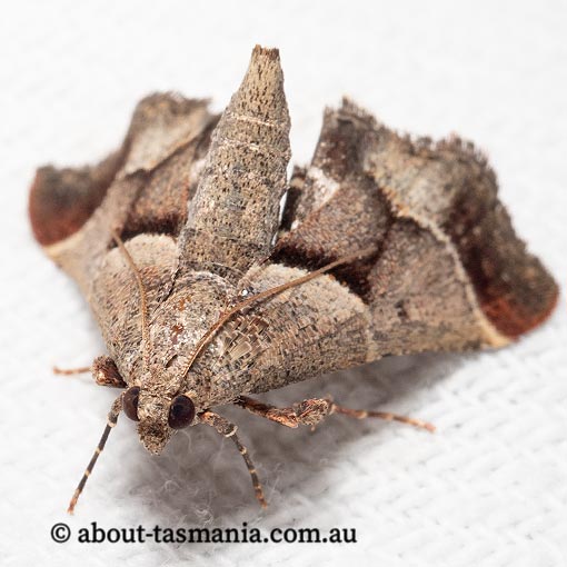 Gauna aegusalis, Pyralidae, Tasmania, moth