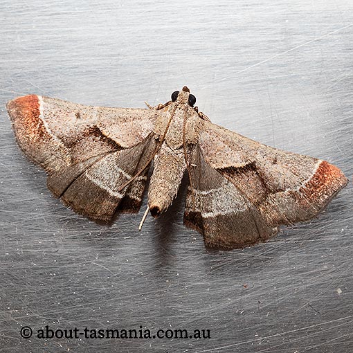 Gauna aegusalis, Pyralidae, Tasmania, moth