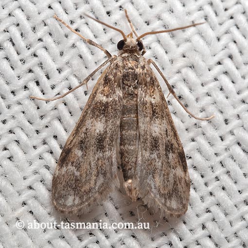 Hygraula nitens, Crambidae, Tasmania, moth