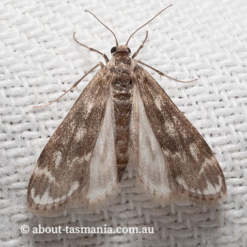 Hygraula nitens, Crambidae, Tasmania, moth