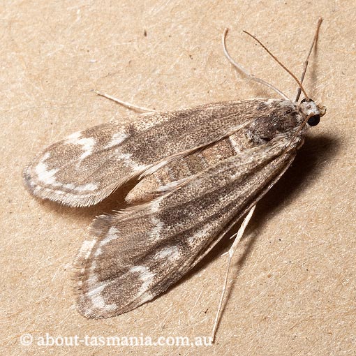 Hygraula nitens, Crambidae, Tasmania, moth