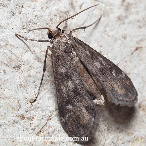 Hygraula nitens, Crambidae, Tasmania, moth
