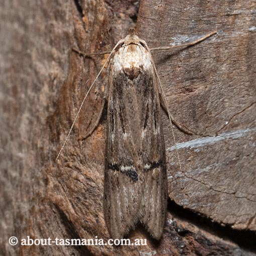 Ioptera aristogona, Oecophoridae, Tasmania, moth