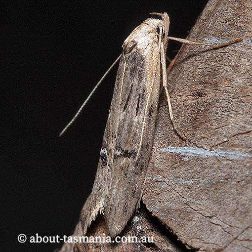 Ioptera aristogona, Oecophoridae, Tasmania, moth
