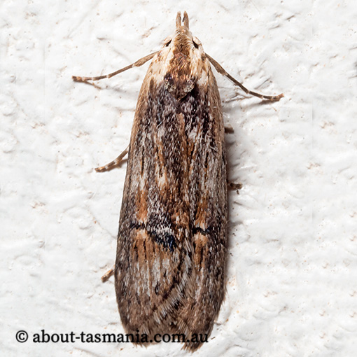 Ioptera aristogona, Oecophoridae, Tasmania, moth