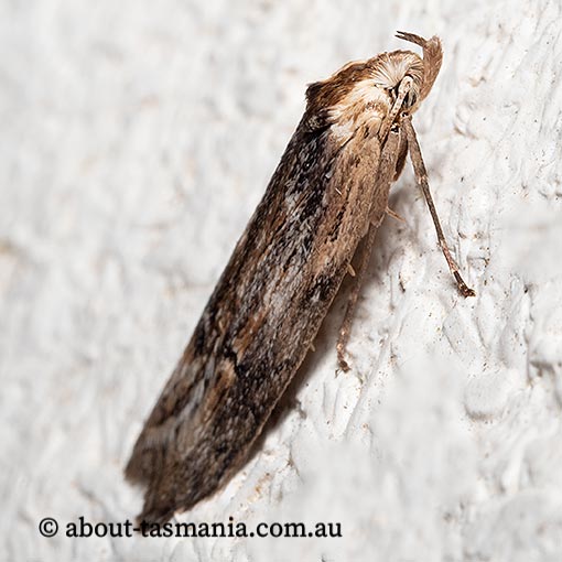 Ioptera aristogona, Oecophoridae, Tasmania, moth