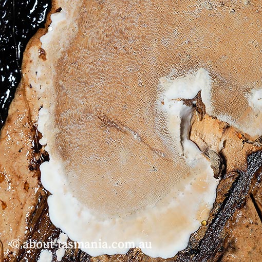 Junghuhnia nitida, Tasmania, fungi