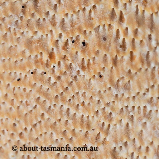 Junghuhnia nitida, Tasmania, fungi