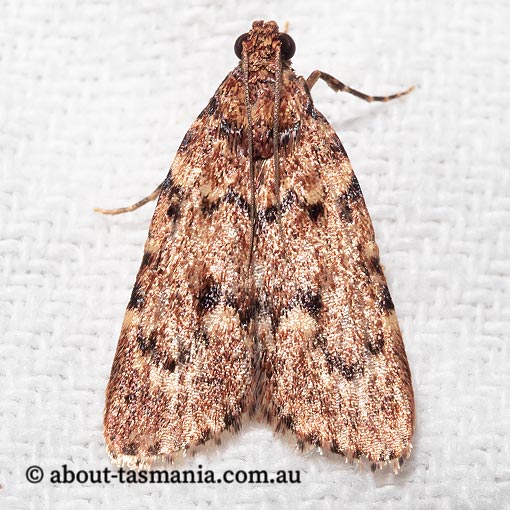 Mimaglossa nauplialis, Pyralidae, Tasmania, moth