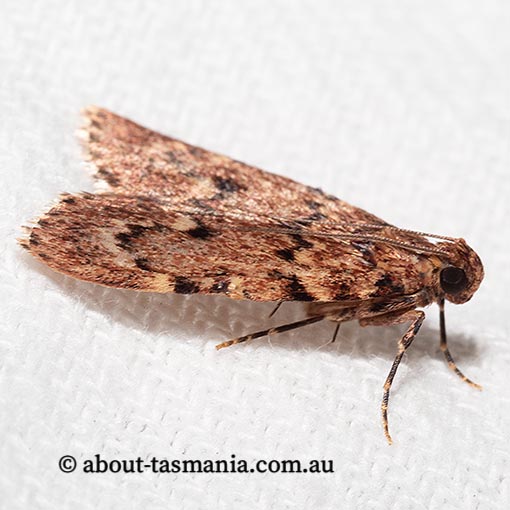 Mimaglossa nauplialis, Pyralidae, Tasmania, moth