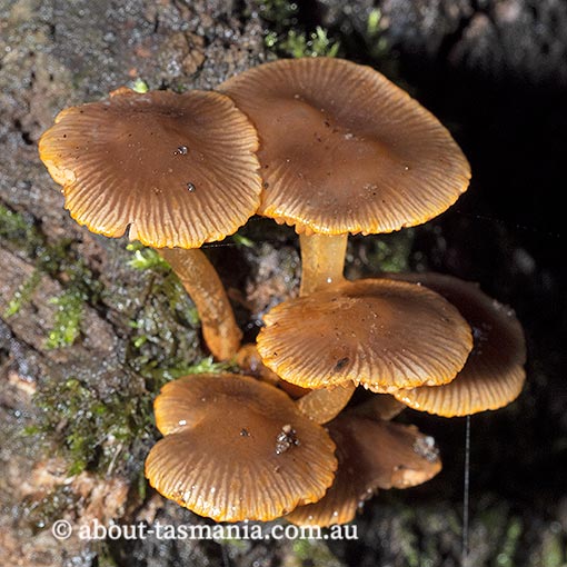 Mycena leaiana, Tasmania, fungi