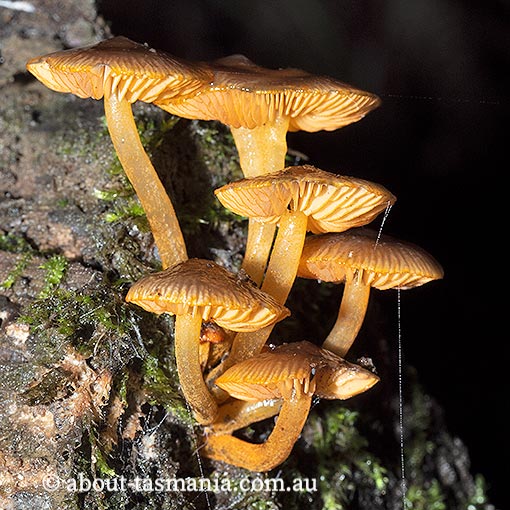 Mycena leaiana, Tasmania, fungi