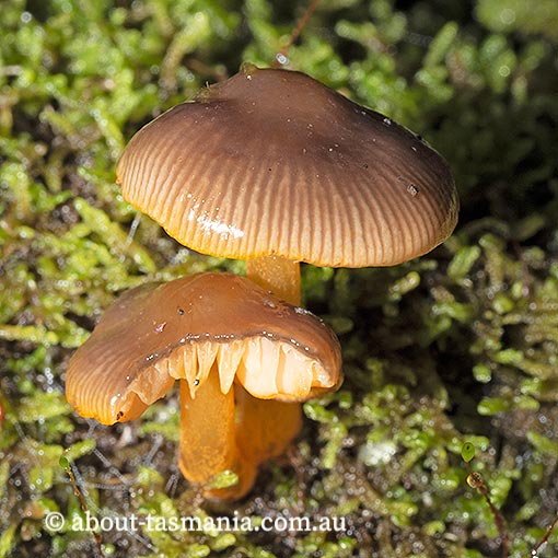 Mycena leaiana, Tasmania, fungi