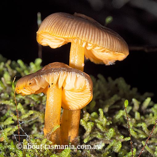 Mycena leaiana, Tasmania, fungi