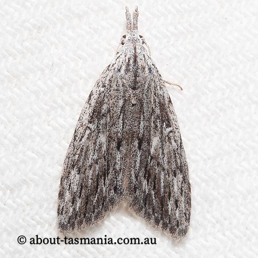 Nola crucigera, Nolidae, Tasmania, moth