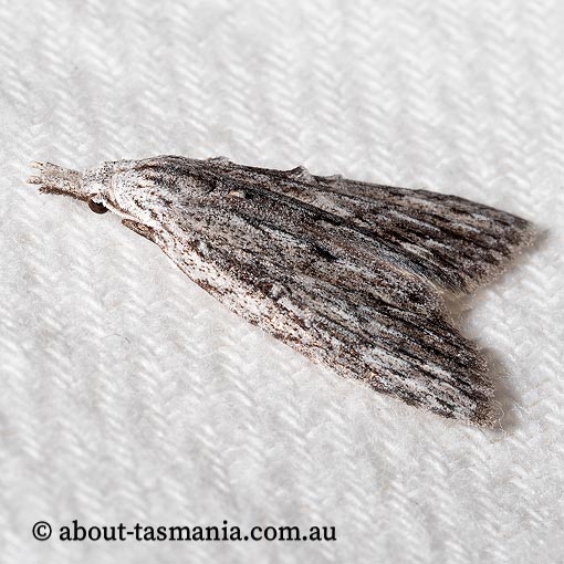 Nola crucigera, Nolidae, Tasmania, moth