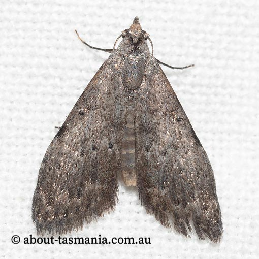 Nola pleurosema, Nolidae, Tasmania, moth
