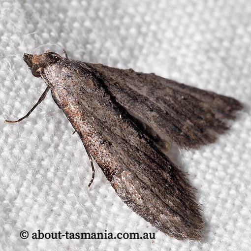 Nola pleurosema, Nolidae, Tasmania, moth