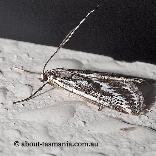 Parapoynx euryscia, Crambidae, Tasmania, moth