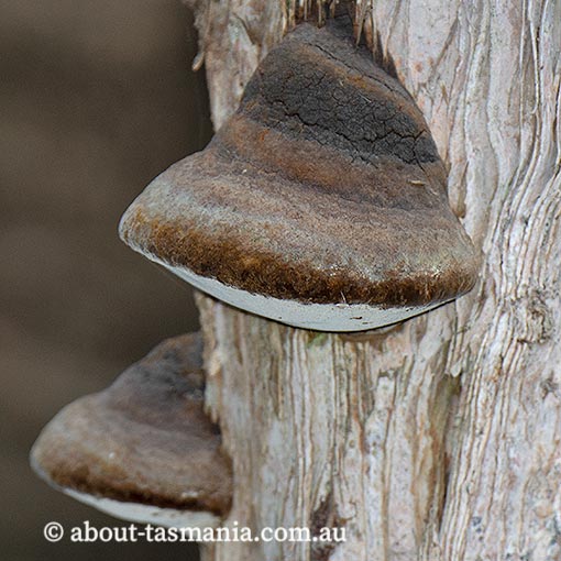 Phellinus robustus, Tasmania, fungi