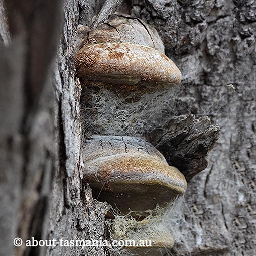 Phellinus robustus, Tasmania, fungi
