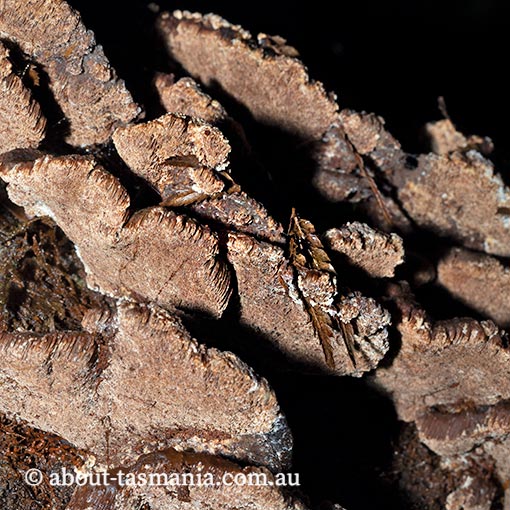 Postia brunnea, Tasmania, fungi