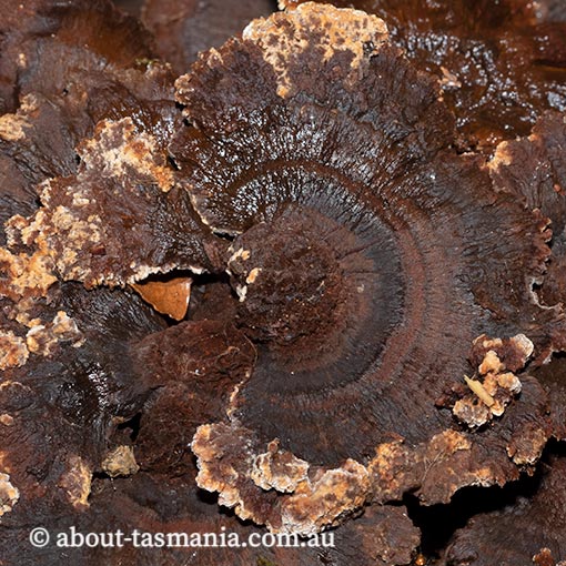 Postia brunnea, Tasmania, fungi