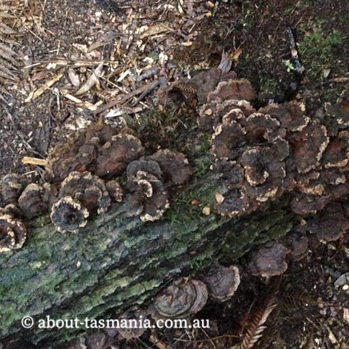 Postia brunnea, Tasmania, fungi