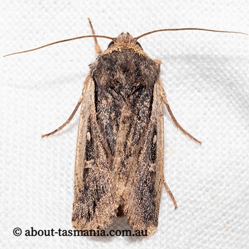 Proteuxoa senta, Noctuidae, Tasmania, moth