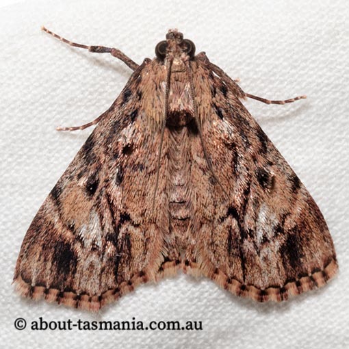 Salma cholica, Pyralidae, Tasmania, moth