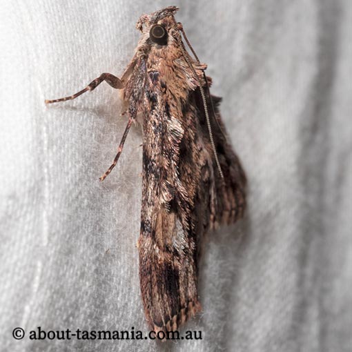 Salma cholica, Pyralidae, Tasmania, moth