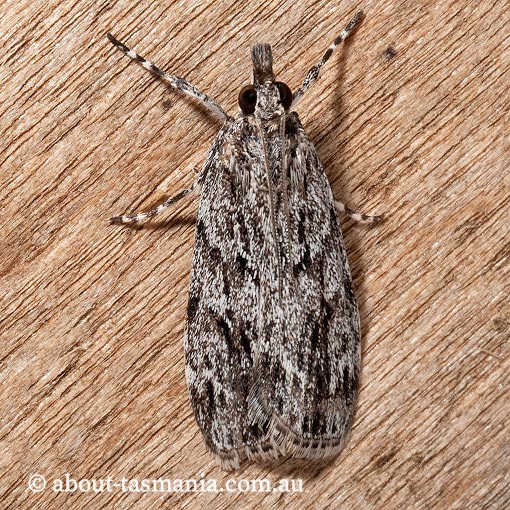 Scoparia favilliferella, Crambidae, moth, Tasmania