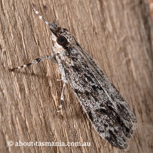 Scoparia favilliferella, Crambidae, moth, Tasmania