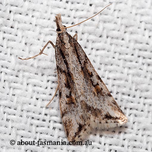 Scoparia ithyntis, Crambidae, Tasmania, moth