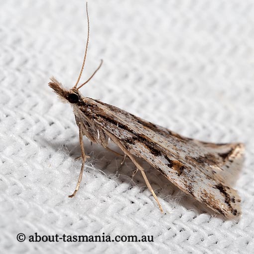 Scoparia ithyntis, Crambidae, Tasmania, moth