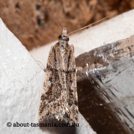 Scoparia ithyntis, Crambidae, Tasmania, moth