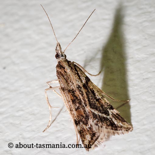 Scoparia ithyntis, Crambidae, Tasmania, moth