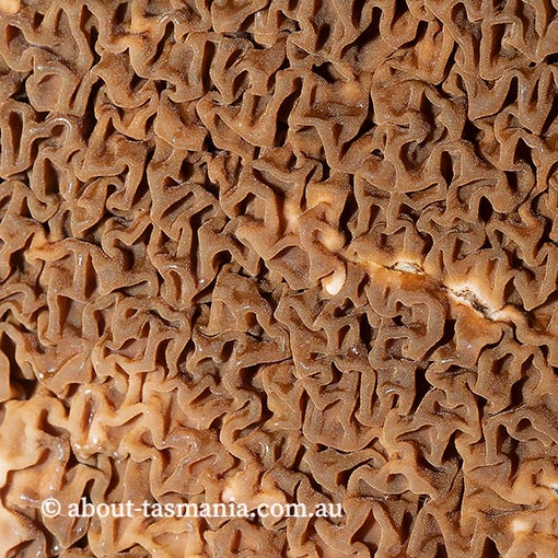 Serpula himantioides, Tasmania, fungi