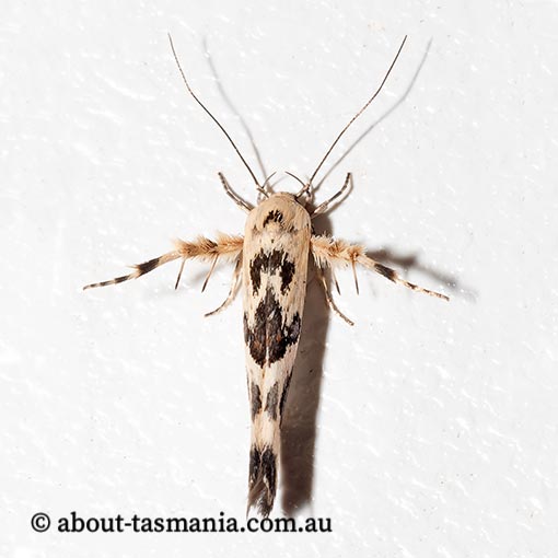 Stathmopoda melanochra, Oecophoridae, Tasmania, moth