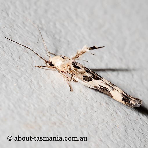 Stathmopoda melanochra, Oecophoridae, Tasmania, moth