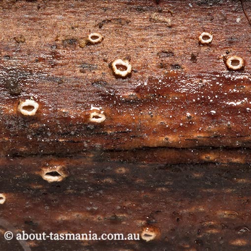 Stictis radiata, Ascomycetes, Tasmania