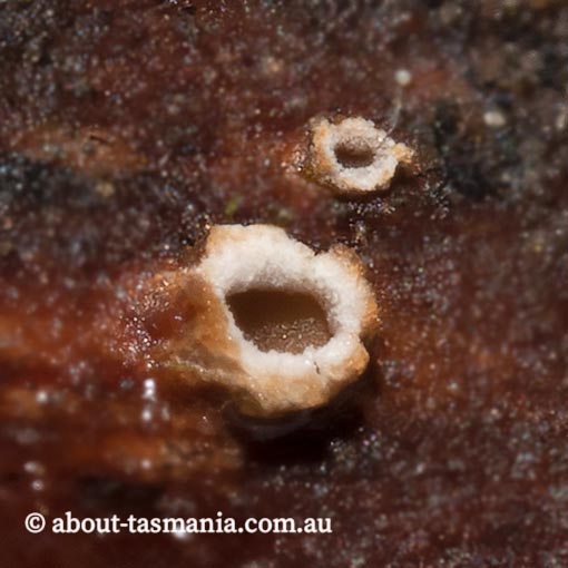 Stictis radiata, Ascomycetes, Tasmania