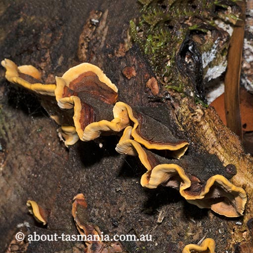 Cyclomyces tabacinus, Tasmania, fungi