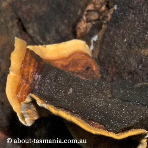 Cyclomyces tabacinus, Tasmania, fungi